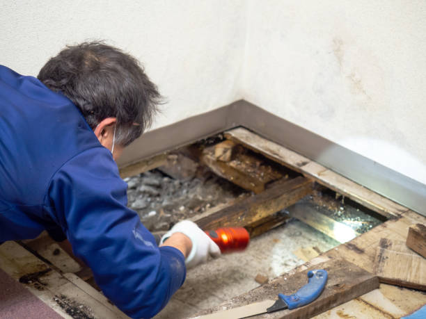 Best Home Mold Removal  in Parkland, FL