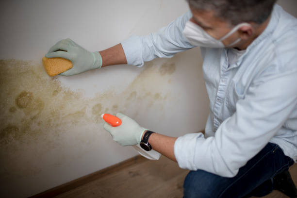 Best Professional Mold Removal  in Parkland, FL