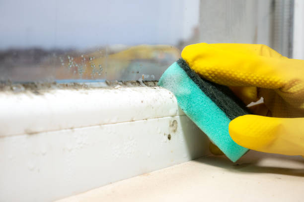 Best Mold Removal Company Near Me  in Parkland, FL