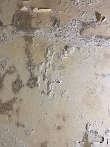 Mold Removal and Inspection in Parkland, FL