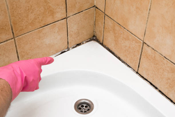 Best Professional Mold Removal  in Parkland, FL