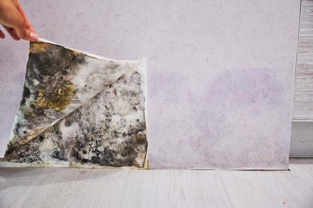 Best Commercial Mold Removal  in Parkland, FL